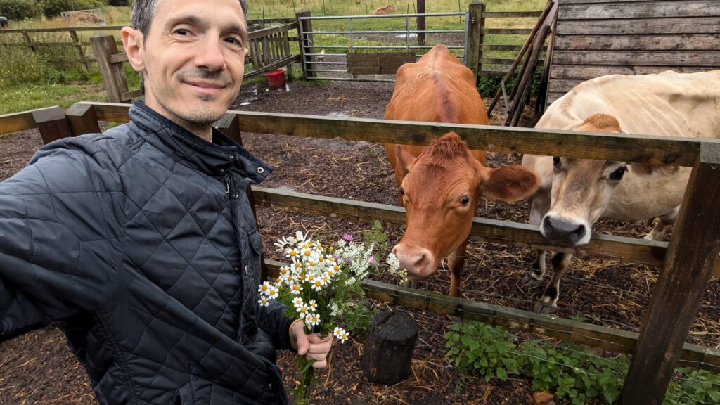 About Alessandro And Two Jersey Cows They Like Flowers 1024x576