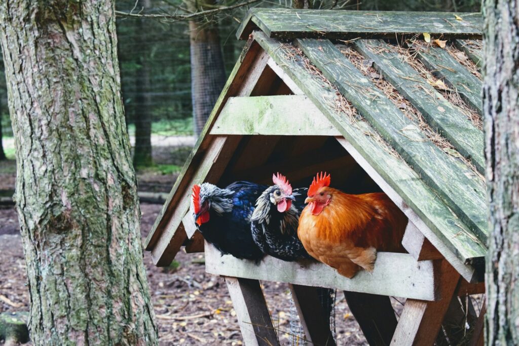 Photo by Marius Karotkis rooster on wooden cage during daytime